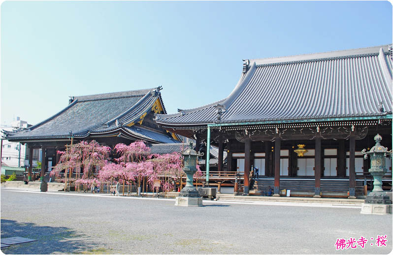 佛光寺桜1