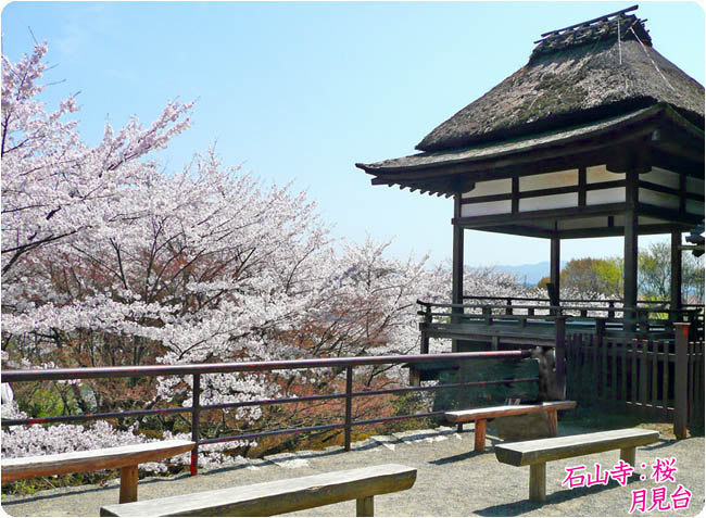石山寺 桜6