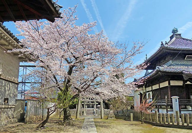 妙顕寺の桜6