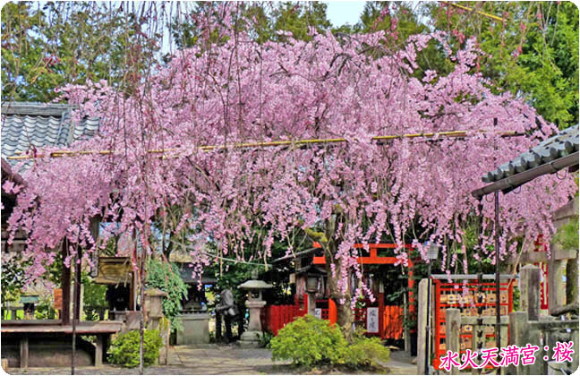 水火天満宮の桜1